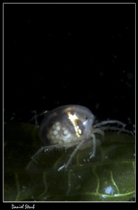 Water mite and eggs :-D by Daniel Strub 